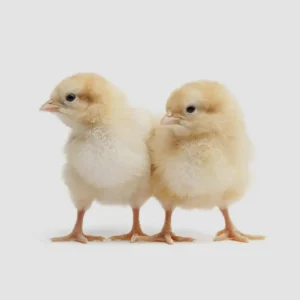 Pollito